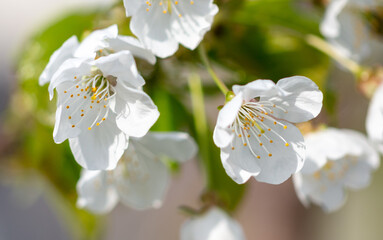 Flowers on the cherry tree.