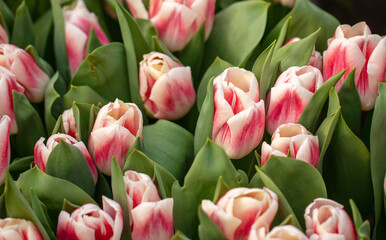 Fototapeta premium Pink flowers tulips in the park.