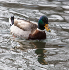 Duck swims in a pond