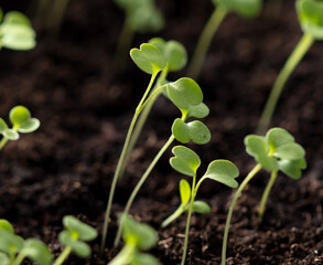 Small green sprouts of seedlings in the ground
