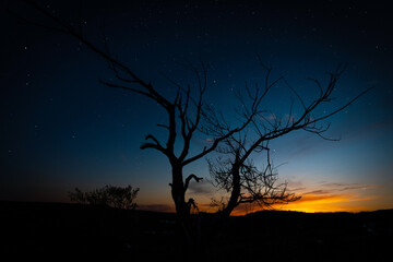 Fototapeta na wymiar alone bare tree silhouette against star night sky from dusk background