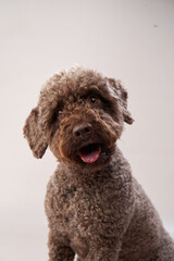 lagotto romagnolo on a beige background. Portrait of a funny puppy in the studio
