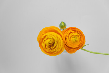 Top view of two beautiful yellow ranunculus flowers with green sprout, isolated on white background.