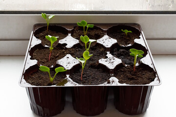 Home garden. Radish seedlings germinate in a container