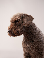 lagotto romagnolo on a beige background. Portrait of a funny puppy in the studio