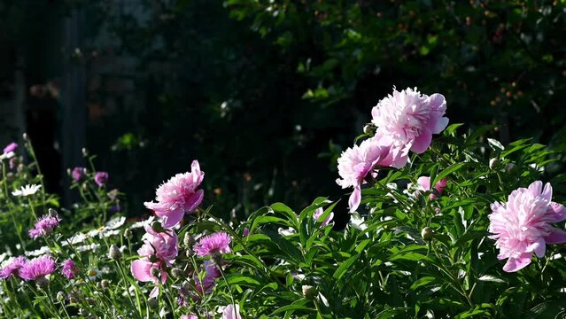 large pink peonies grow on a bush. Large bud of bright pink peony. Growing flowers on a personal plot. Rest in the country and nature, among the plants. summer flowers.