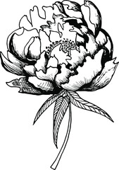 Pion Illustration on a white background