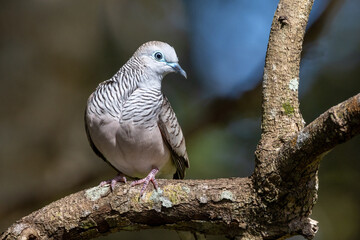 Peaceful Dove in Queensland Australia