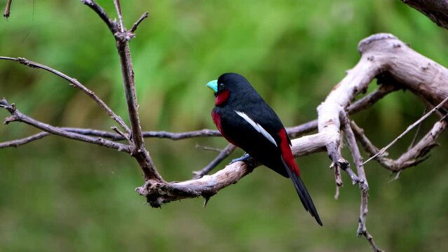 Seen from its back side facing to the left as it looks around and up, Black-and-red Broadbill, Cymbirhynchus macrorhynchos, Kaeng Krachan National Park, Thailand.