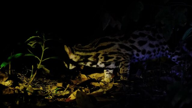 Seen facing to the left looking for something to eat deep in the forest during the night, Leopard Cat, Prionailurus bengalensis, Thailand.