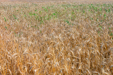 Wheat field. Ears of golden wheat close up.