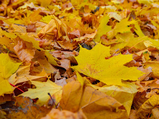 Red and orange autumn leaves background. Outdoor.