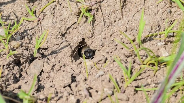 Filmmaterial von Erdbienen Weibchen und M&auml;nnchen am Boden bei der Fortpflanzung und Liebesspiel in der Erde im Loch, Deutschland