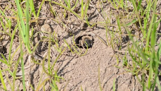 Filmmaterial von Erdbienen Weibchen und M&auml;nnchen am Boden bei der Fortpflanzung und Liebesspiel in der Erde im Loch, Deutschland