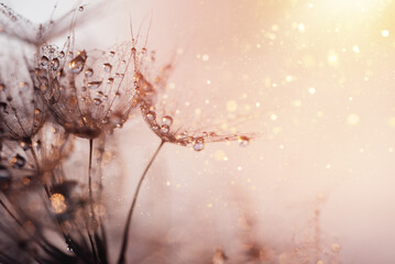 Macro nature. Beautiful dew drops on dandelion seed macro. Beautiful soft background. - Powered by Adobe