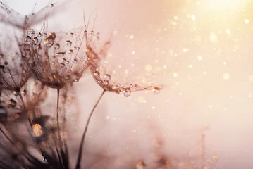 Fotobehang Macro nature. Beautiful dew drops on dandelion seed macro. Beautiful soft background. © Serenkonata