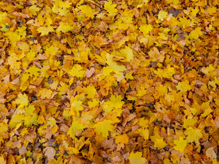 Red and orange autumn leaves background. Outdoor.