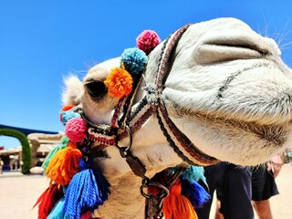 Camel head 
