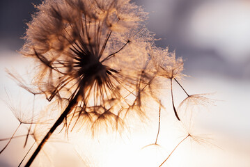 dandelion at sunset . Freedom to Wish. Dandelion silhouette fluffy flower on sunset sky.