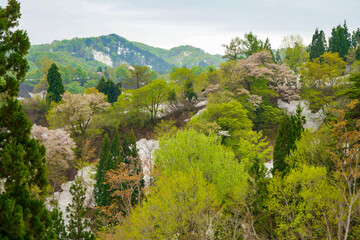 Fototapeta na wymiar 新緑と山桜、カラフルな色が山を彩る雪国の春