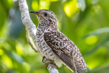 Brush Cuckoo in Queensland Australia