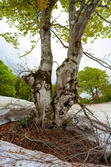 根元がひとつになった新緑の夫婦樹木