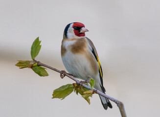A profile portrait photograph of a  European goldfinch (Carduelis carduelis) perched on a branch,...