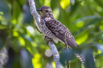 Brush Cuckoo in Queensland Australia