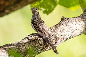 Brush Cuckoo in Queensland Australia