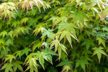 緑色のモミジの葉