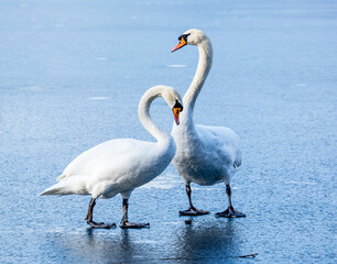 Höckerschwan (Cygnus olor)