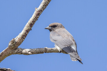 White-breasted Woodswallow in Queensland Australia