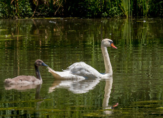 Höckerschwan (Cygnus olor)