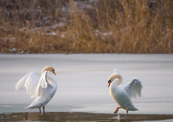 Höckerschwan - Tanz (Cygnus olor)