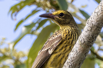Green Oriole in Queensland Australia
