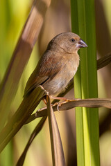 Crimson Finch in Queensland Australia