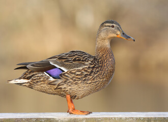 Mallard