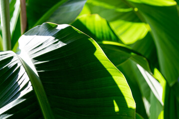 Banana leaves in strong backlight making abstract forms and patterns