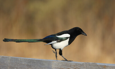 Eurasian magpie
