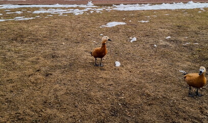 The ruddy shelduck, the Brahminy duck. A pair of waterfowl walks along the shore in the park. Tadorna ferruginea.