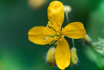 Close-up of yellow flower, Chelidonium majus, on a green background