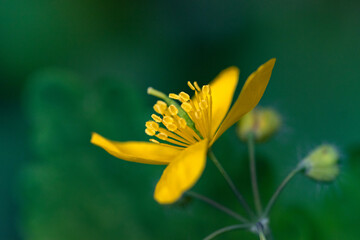 Close-up of yellow flower, Chelidonium majus, on a green background