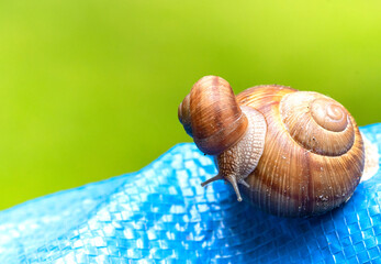 A small snail moving slowly with his house on a big snail