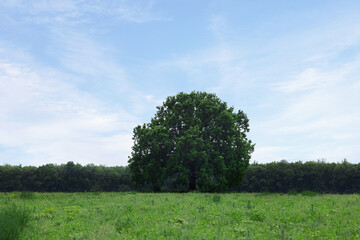 Fototapeta premium Forest. Location: Lonely oak in the middle of the field