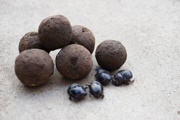 Selective focus on pile of soil dung balls and dung beetles. Roll dung into round balls. Concept : weird wildlife animals.             