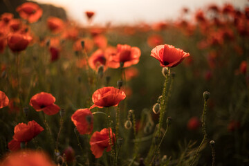 Field with blooming poppies in summer. Red flowered in the sunset. Natural flower in the wild field.