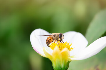 Bee collects pollen on white flower in sunny day . Spring, Summer. Beekeeping. Copy space