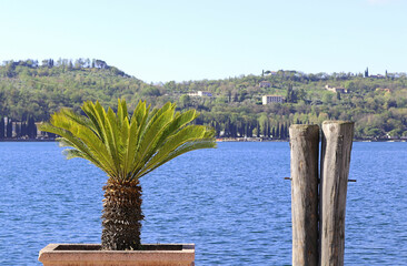 Hintergrund Urlaub im Süden - junge Palme vor klarem blauen Wasser, Zypressen und den Bergen am Gardasee