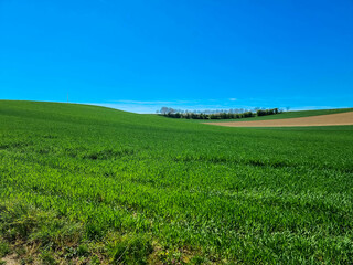 wheat field that is beginning to sprout. Panorama view of countryside landscape with blue sky. Beautiful typical  spring landscape with meadow. Lauterbourg, Alsace, Grand Est, France. Place for text.