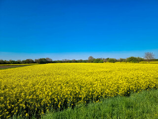 Obraz premium Panoramic view of yellow field with blooming rapeseed and blue cloudless sky. Beautiful rural landscape. production of rapeseed oil. Crisis in cooking oil production, sold out.